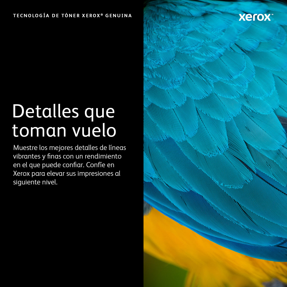 Xerox 006R04398 cartucho de tóner 1 pieza(s) Original Amarillo