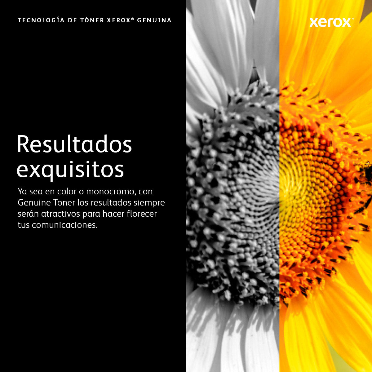 Xerox 006R04397 cartucho de tóner 1 pieza(s) Original Magenta